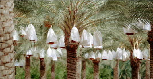 Sustainability & Tradition: How we Preserve the Date Farming Legacy 🌿